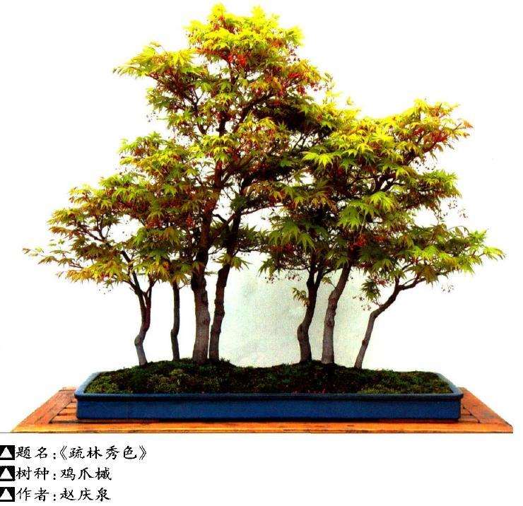盆景树种的分类有哪2种