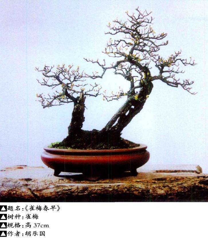 杂木盆景是中国盆景的一大内容