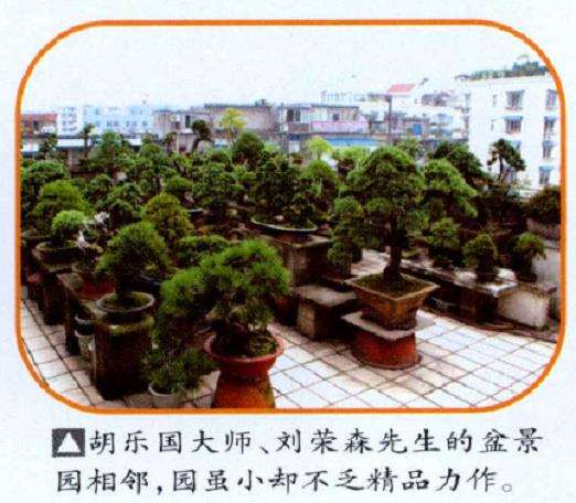 刘荣森先生的楼顶盆景园