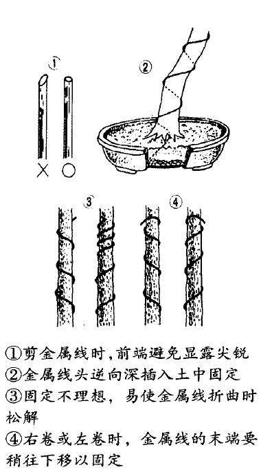 图解 盆景缠金属线整型的5个步骤