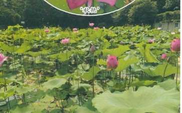 秋荷花系列 花莲新品种 图片