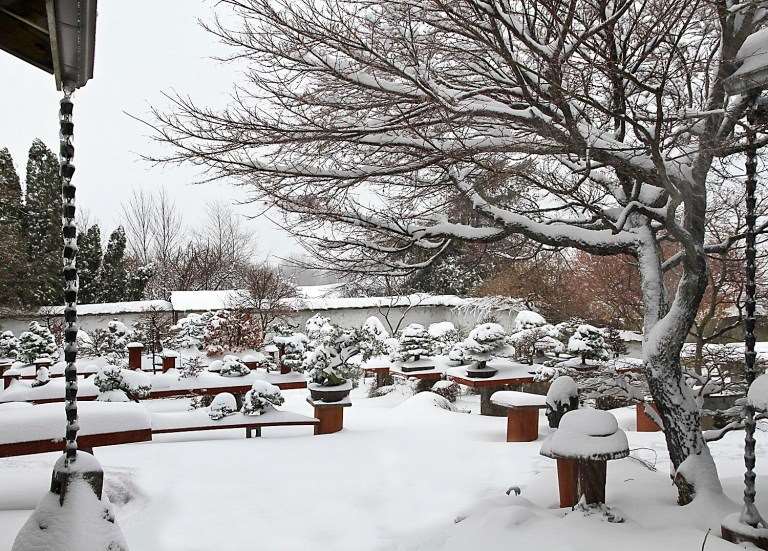 纽约州罗彻斯特的冬季盆景雪景