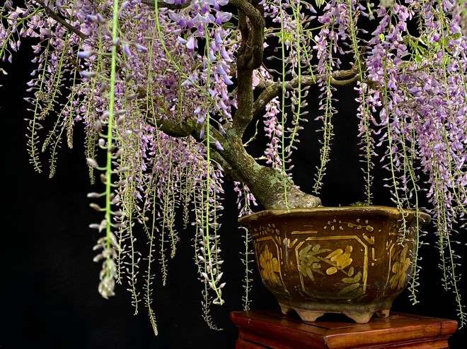 我制作的日本紫藤盆景变得美丽 图片