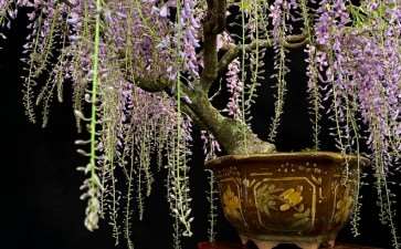 我制作的日本紫藤盆景变得美丽 图片