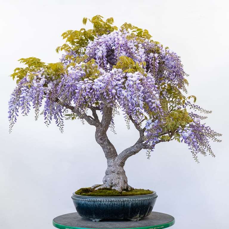 图解 中国紫藤盆景怎么修剪分枝的方法