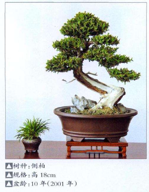 中国梅花盆景精品展在北京植物园开幕