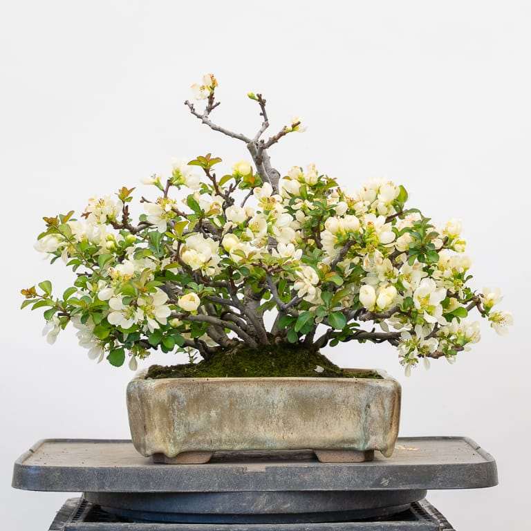 矮开花的长寿梅盆景修剪花朵 对比图片