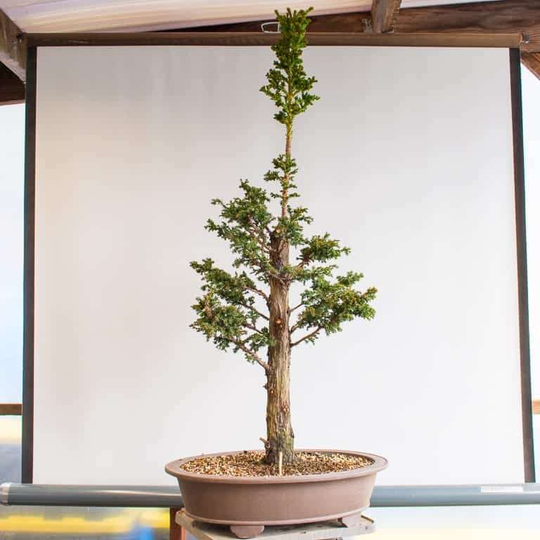 图解 日本柳杉盆景怎么修剪蟠扎的10个过程