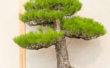 松树盆景新梢怎么管理的5个方法