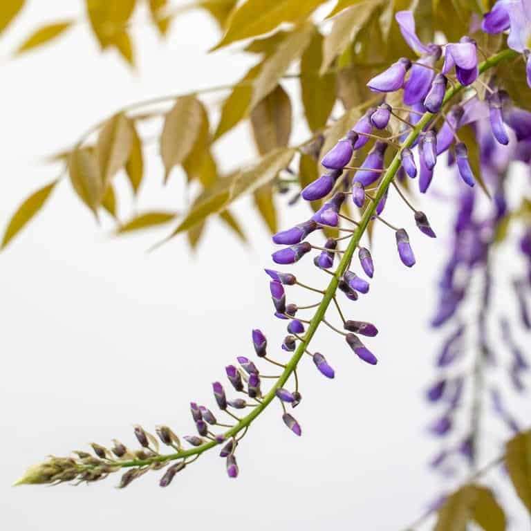 图解 紫藤盆景叶子怎么修剪的8个过程