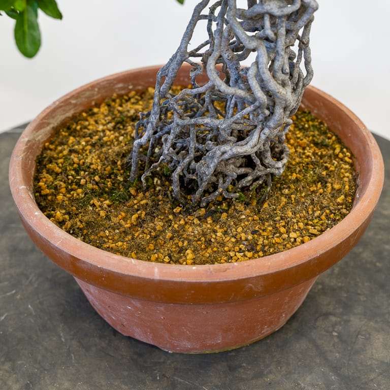 图解 小月杜鹃盆景怎么涂抹苔藓追肥的方法