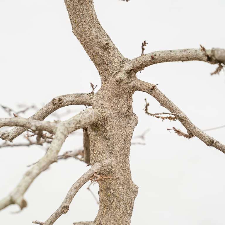 怎么定义韩国角树盆景的分支结构 图片