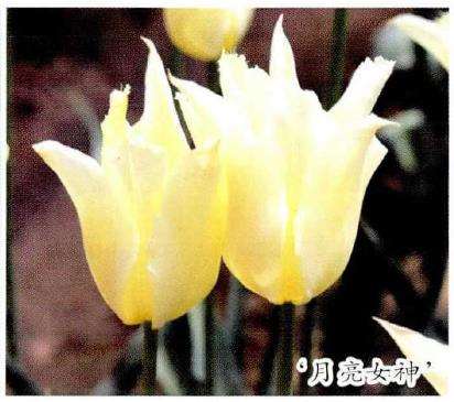 国内培育的5个郁金香新品种