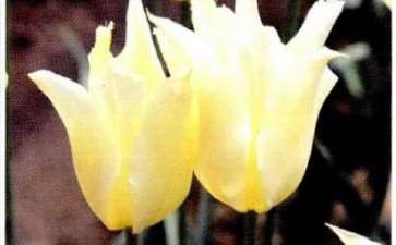 国内培育的5个郁金香新品种 图片