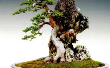 榆树盆景怎么平衡树势的3个方法