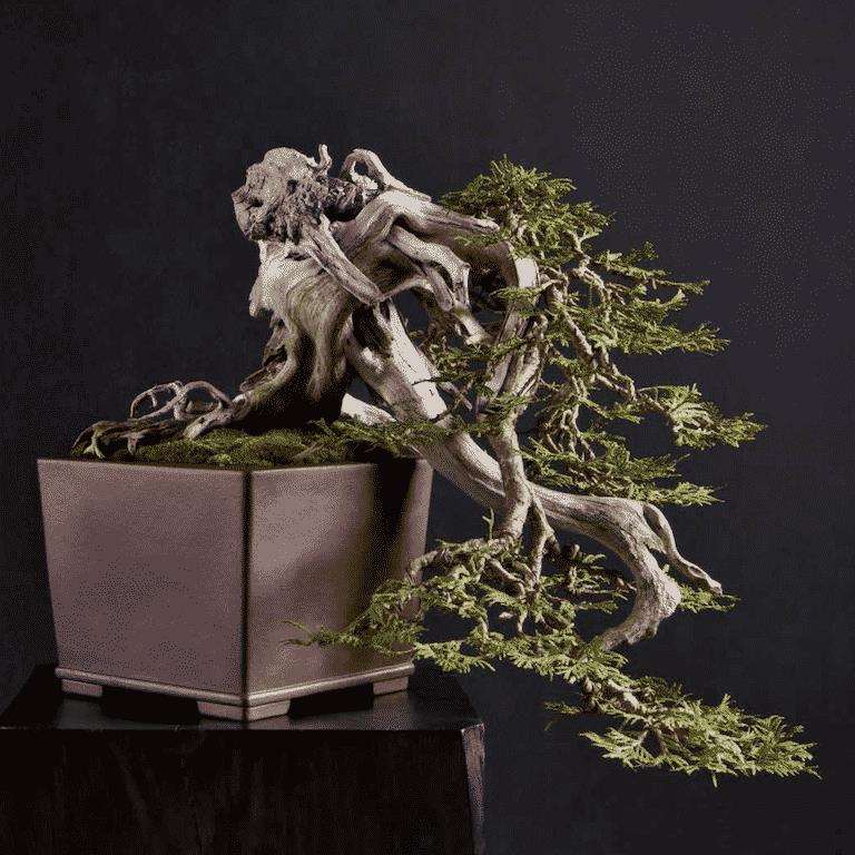 盆景新书《bonsai penjing》出版 图片