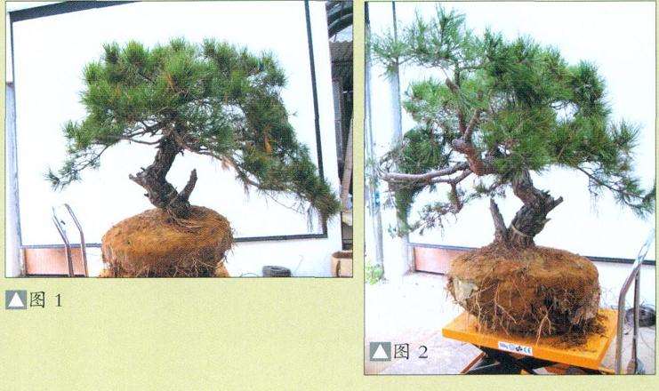 怎么地栽赤松盆景的11个步骤