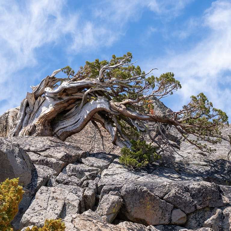 天然半层叠式塞拉杜松盆景