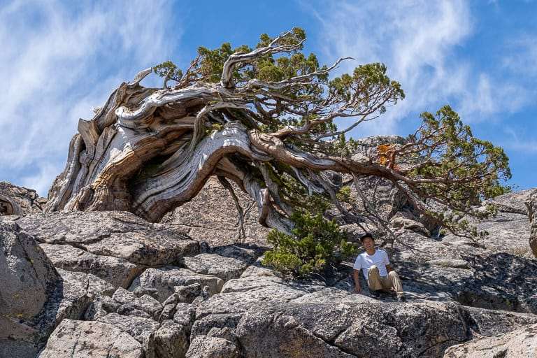 天然半层叠式塞拉杜松盆景 图片