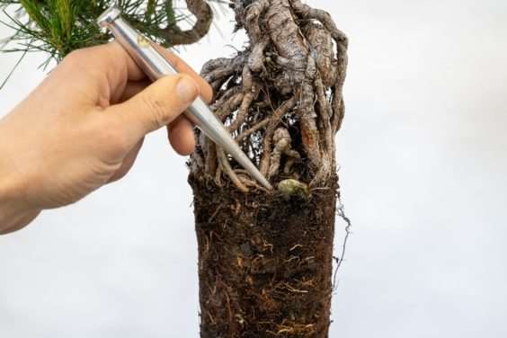 图片 露根松树盆景怎么整理根部的过程