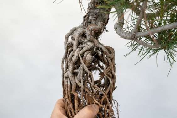 图片 露根松树盆景怎么整理根部的过程