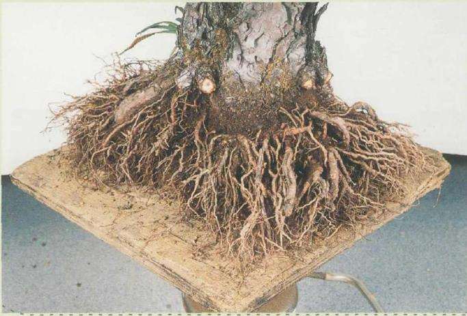 图解 黑松盆景怎么根部移栽的9个步骤