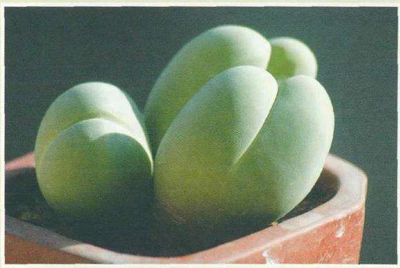 6种番杏科多肉植物 图片