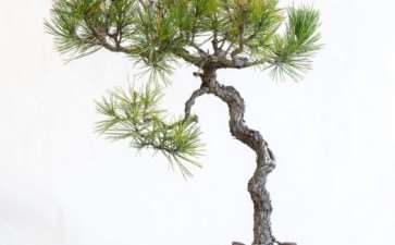 图解 黑松盆景怎么修剪薄弱树枝的方法