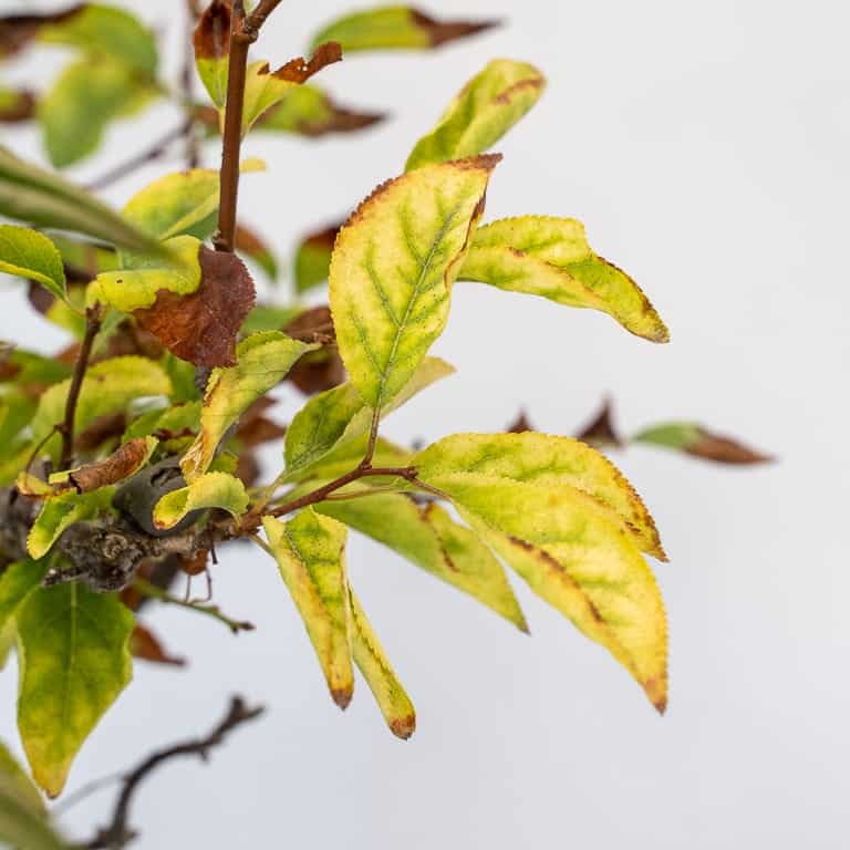 图解 黑松盆景的夏芽怎么病虫害防治