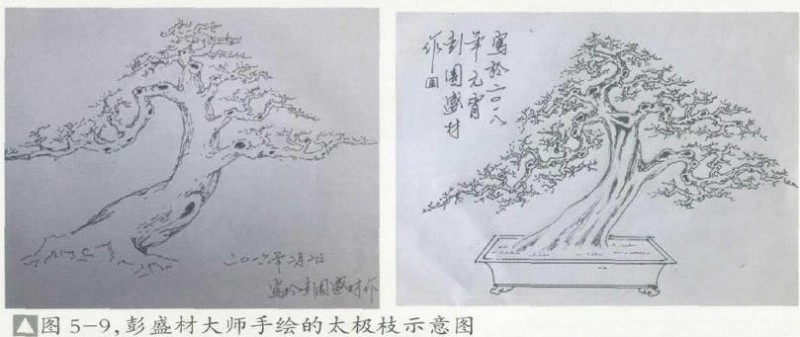 图解 怎么制作盆景太极枝的5个方法