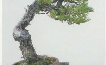 图解 黑松盆景怎么实施悬崖风格的移栽