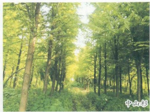 湖北省用材林系列有哪些 图片3