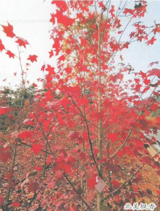 湖北省林木种苗场珍贵树种的种质资源库