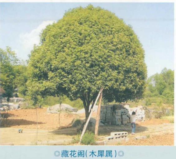 湖北省林业植物新品种选登 图片