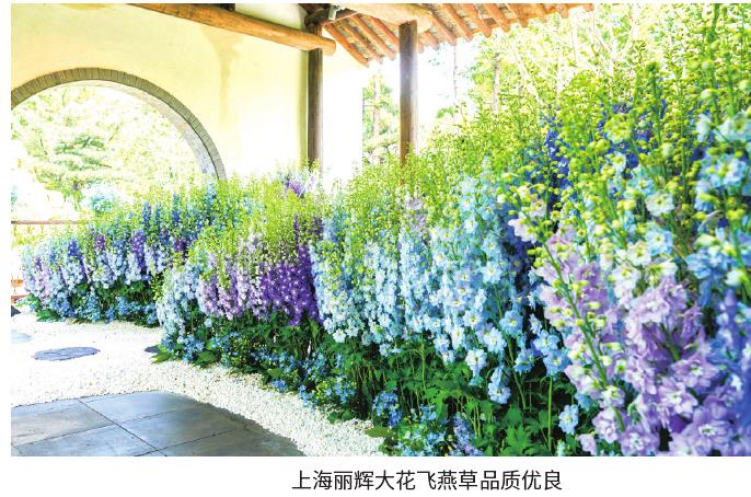 中国制造带来好品质的花卉