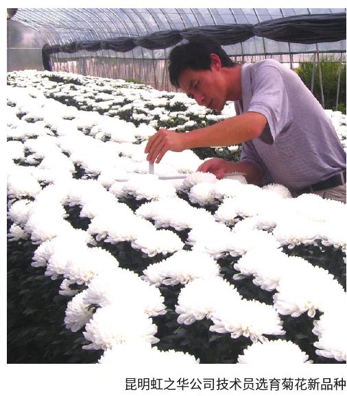 云南花卉新品种推广的痛点 图片