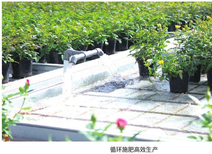 云南花卉新兴产区崛起 需二次升级