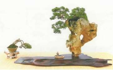苗培与树石盆景怎么组合的3个方法 图片