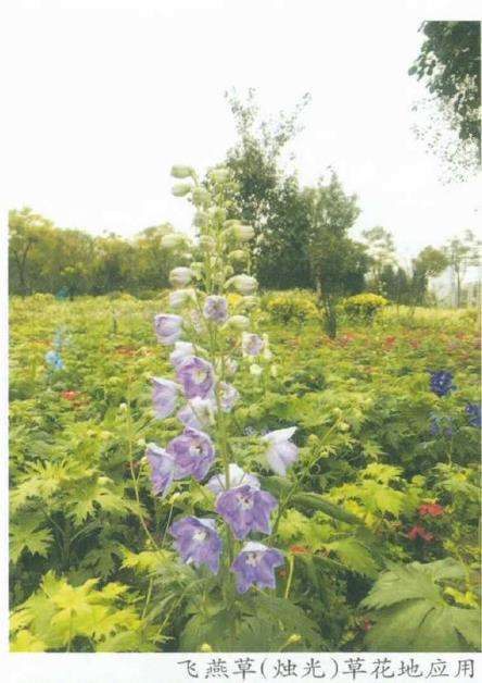 草花新品种在厦门公园的引种试验及其公园绿化应用