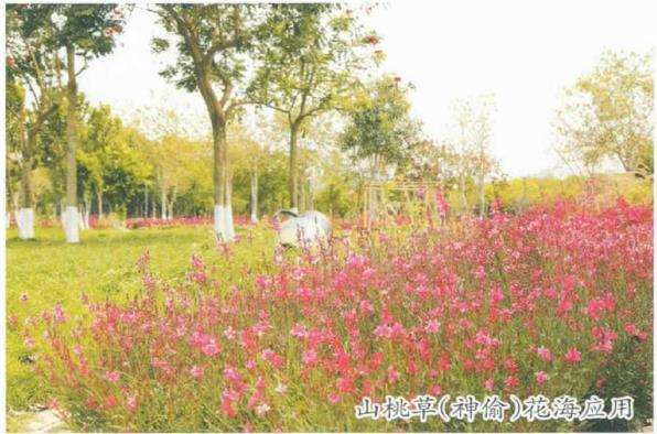 草花新品种在厦门公园的引种试验及其公园绿化应用