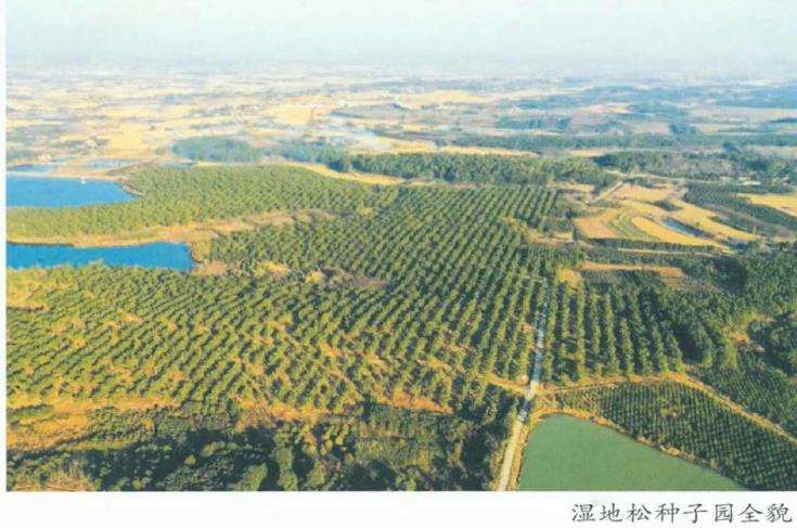 荆门市彭场林场国家湿地松良种基地
