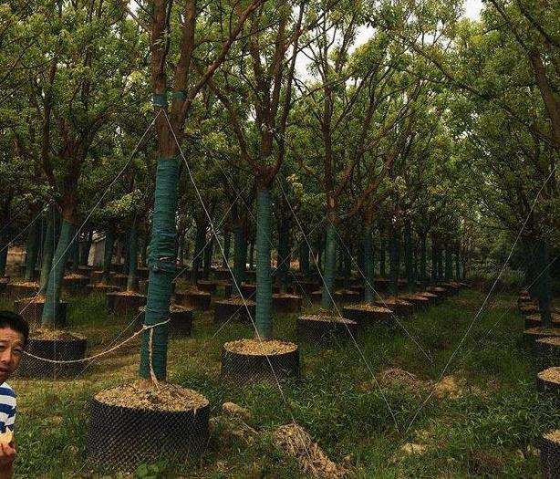荆州苗木总销量较去年同期下滑