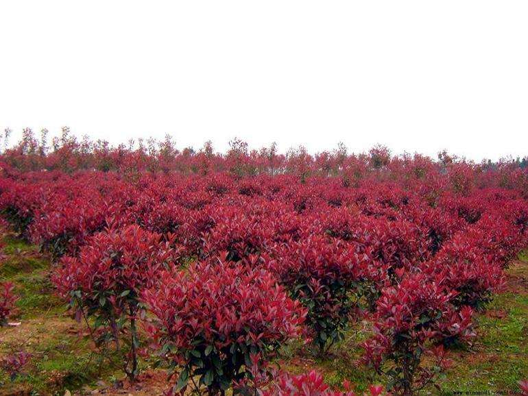 北京通州高品质苗木需求增加