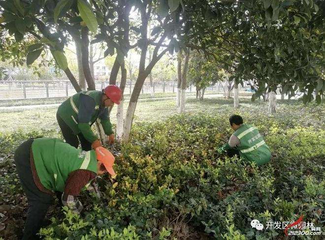 琳海推广普及园林高工效植保技术