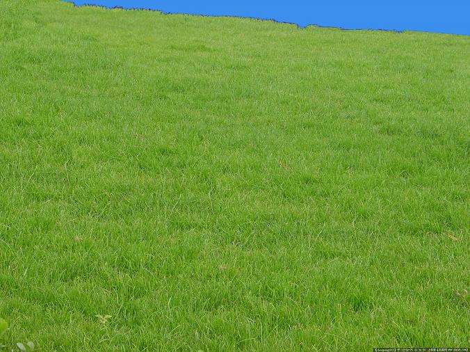 草坪重点病虫草害的防治及养护技术