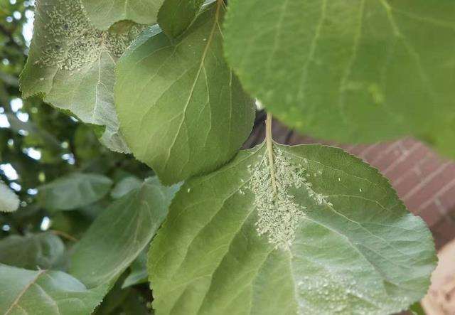为什么蚜虫是园林植物最常见的虫害