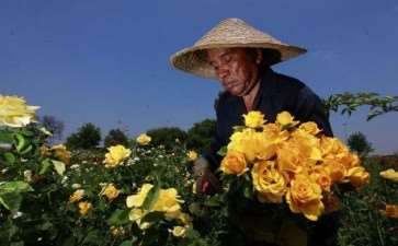 花农现在还可以加入2021天猫年货节吗