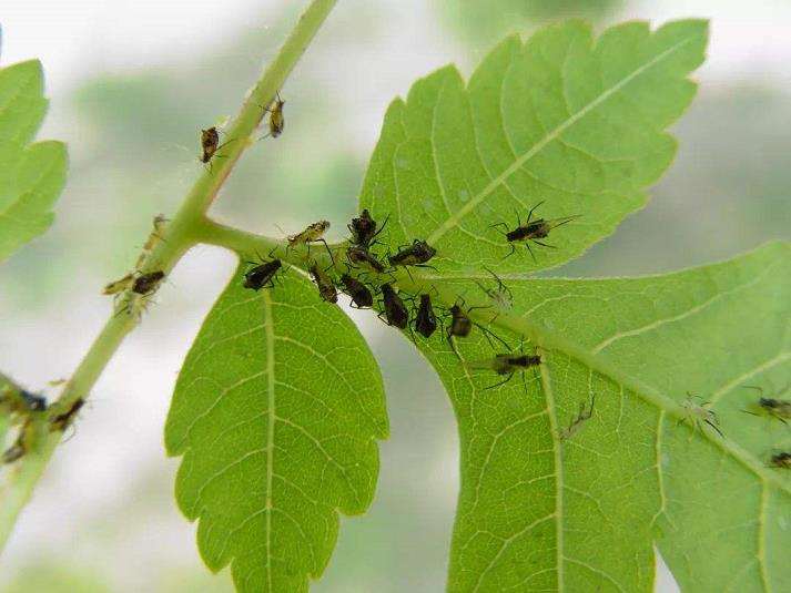 栗蚜具有超强繁殖能力