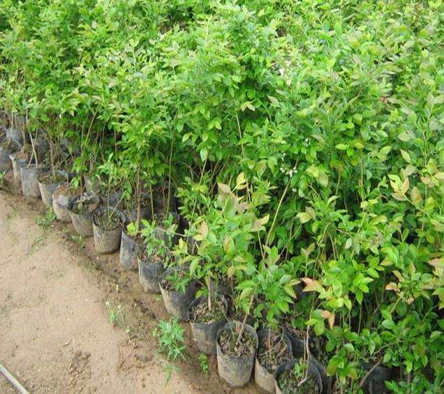 广东中山低矮化培育苗木受重视