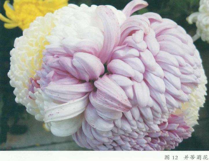 8个菊花芽变嵌合体新品种 你见过吗 图片